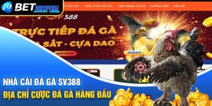 nhà cái đá gà SV388 – Địa chỉ cược đá gà hàng đầu